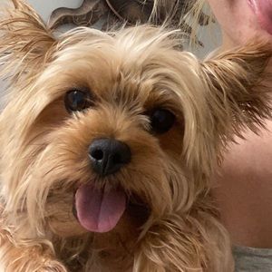 Meet your Posher, Bailey